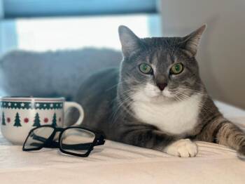 Rescue Domestic Short Hair Cats for Adoption in Richmond, Texas - SUMMER | PetCurious