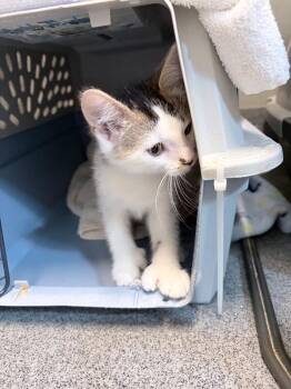 Deelish -  Domestic Short Hair Cat for Adoption in Fort Collins, Colorado - Deelish | PetCurious