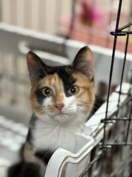 Rescue Domestic Short Hair Cats for Adoption in Pawleys Island, South Carolina - Martha | PetCurious