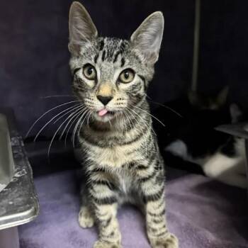 Synergy -  Domestic Short Hair Cat for Adoption in Austin, Texas - Synergy | PetCurious