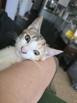 Rescue Domestic Short Hair Cats for Adoption in Little Mountain, South Carolina - Tinkerbell | PetCurious