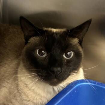 Siamese Cats Available for Adoption - Cholula | PetCurious