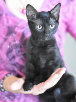 Rescue Domestic Short Hair Cats for Adoption in Montgomery, Texas - Miso | PetCurious