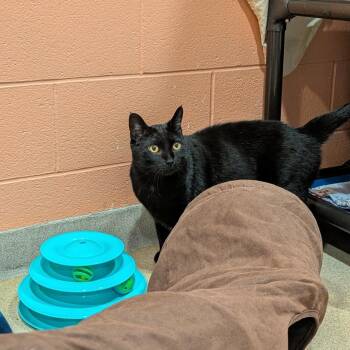 Domestic Short Hair and Domestic Long Hair Cats Available for Adoption - Panther | PetCurious