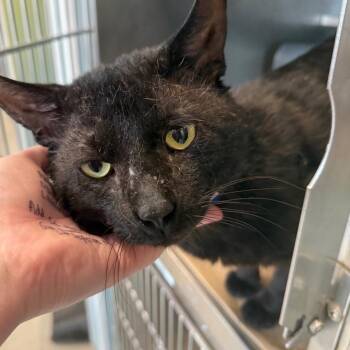 Midnight -  Domestic Short Hair Cat for Adoption in Chicago, Illinois - Midnight | PetCurious