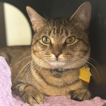 Domestic Short Hair Cats Available for Adoption - Forrester | PetCurious