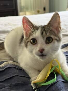 Rescue Domestic Short Hair Cats for Adoption in Evergreen, Colorado - Chippy | PetCurious