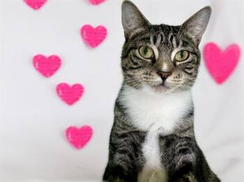 Domestic Short Hair Cats Available for Adoption - ANGELINA | PetCurious