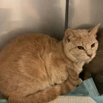 Viper -  Domestic Short Hair Cat Available for Adoption in Monroe, Louisiana - Viper | PetCurious