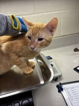 Jarvis -  Domestic Short Hair Cat for Adoption in Wichita, Kansas - Jarvis | PetCurious