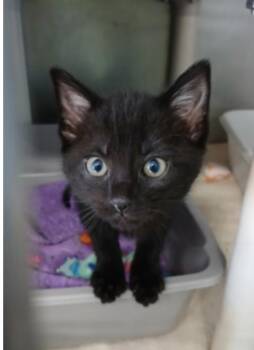 Cloud Jumper -  Domestic Short Hair Cat Available for Adoption in Marshall, North Carolina - Cloud Jumper | PetCurious