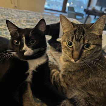 Tina & Anise -  Domestic Short Hair Cat for Adoption in Chicago, Illinois - Tina & Anise | PetCurious
