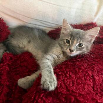 Bella Rain -  Domestic Medium Hair Cat for Adoption in Pasadena, California - Bella Rain | PetCurious