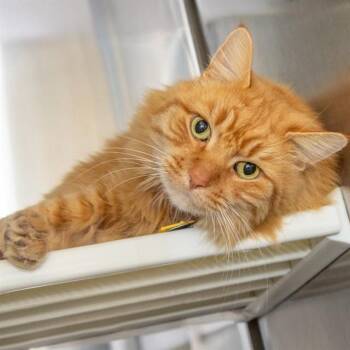 Domestic Long Hair Cats Available for Adoption - DOJA | PetCurious