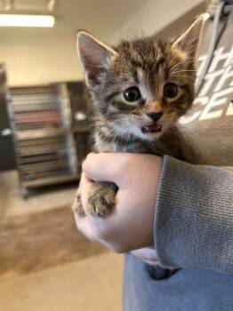 Rescue Domestic Short Hair Cats for Adoption in Minot, North Dakota - Bam | PetCurious