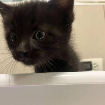 Andy -  Domestic Short Hair Cat for Adoption in Chicago, Illinois - Andy | PetCurious