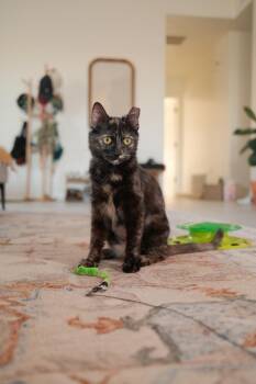 Domestic Short Hair Cats Available for Adoption in Tucson, Arizona - Kathy 2 | PetCurious