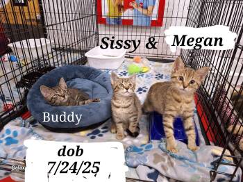 Rescue American Shorthair Cats for Adoption in Staunton, Virginia - Buddy   Sissy   Megan | PetCurious