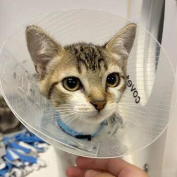 Gowron -  Domestic Short Hair Cat for Adoption in Woodinville, Washington - Gowron | PetCurious
