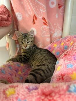 SPRING -  Domestic Short Hair Cat for Adoption in Leesburg, Virginia - SPRING | PetCurious