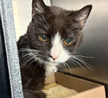 Papaya -  Domestic Short Hair Cat for Adoption in New York, New York - Papaya | PetCurious