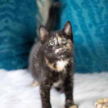 Honey Bunny -  Domestic Short Hair Cat for Adoption in Brownsboro, Alabama - Honey Bunny | PetCurious