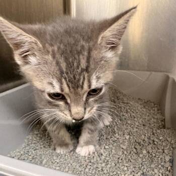 Rollins -  Domestic Short Hair Cat for Adoption in Winston-salem, North Carolina - Rollins | PetCurious