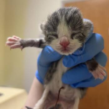 Domestic Short Hair Cats Available for Adoption in Wilmington, Delaware - Kami | PetCurious