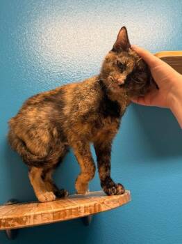 Tortilla -  Domestic Short Hair Cat for Adoption in Fort Collins, Colorado - Tortilla | PetCurious