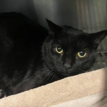 Trammell -  Domestic Short Hair Cat for Adoption in Dayton, Ohio - Trammell | PetCurious