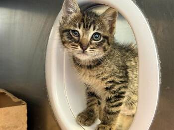 Domestic Short Hair Cats Available for Adoption in Antioch, California - DRY TORTUGAS | PetCurious