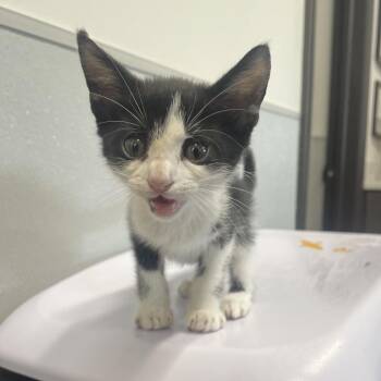 Wish -  Domestic Short Hair Cat for Adoption in Tampa, Florida - Wish | PetCurious