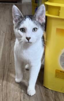 Rescue Domestic Short Hair Cats for Adoption in Fremont, Nebraska - AC Aleck | PetCurious