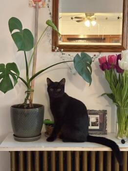 Domestic Short Hair Cats Available for Adoption in Minneapolis, Minnesota - Jelly / Biscuits | PetCurious