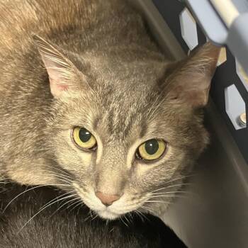 Emma -  Domestic Short Hair Cat for Adoption in Dekalb, Illinois - Emma | PetCurious