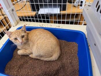 Rescue Domestic Short Hair Cats for Adoption in Grand Junction, Colorado - Sosha | PetCurious