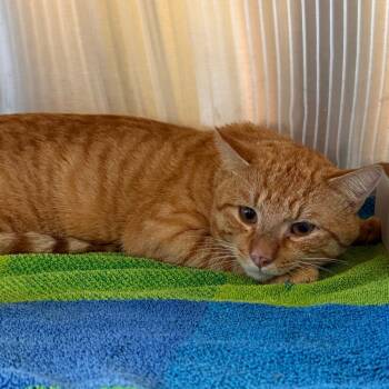 Butterfinger -  Domestic Short Hair Cat for Adoption - Butterfinger | PetCurious