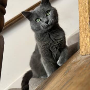 Mooney -  Domestic Short Hair Cat Available for Adoption in Calverton, Maryland - Mooney | PetCurious