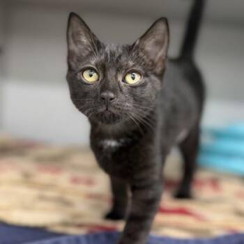Venus -  Domestic Short Hair Cat for Adoption in Atlanta, Georgia - Venus | PetCurious