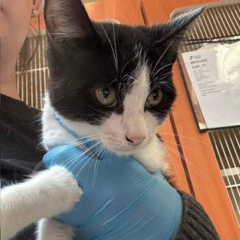 Carlos -  Domestic Short Hair Cat for Adoption in Murray, Utah - Carlos | PetCurious