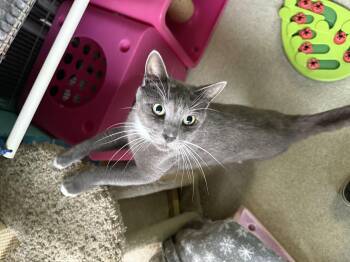 Rescue Domestic Short Hair Cats for Adoption in Newport Beach, California - Simon | PetCurious