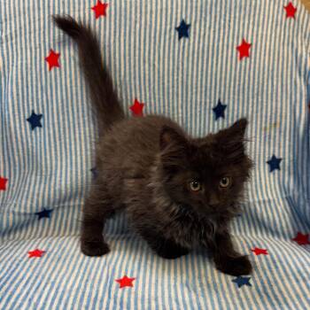 Louie -  Domestic Medium Hair Cat Available for Adoption in Kittanning, Pennsylvania - Louie | PetCurious