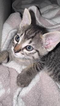 B.B. -  Domestic Short Hair Cat for Adoption in Austin, Texas - B.B. | PetCurious