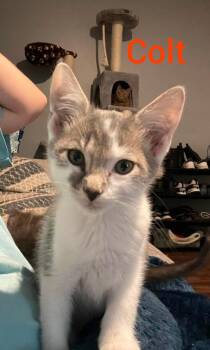 Colt -  Domestic Medium Hair Cat for Adoption in Shrewsbury, Massachusetts - Colt | PetCurious