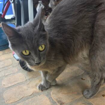 Penelope Petunia -  Domestic Long Hair Cat for Adoption in Natchitoches, Louisiana - Penelope Petunia | PetCurious