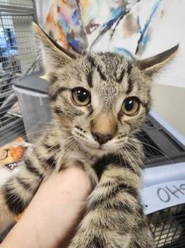 Domestic Short Hair Cats Available for Adoption in Seneca, South Carolina - Wrigley $75 @PetSmart | PetCurious