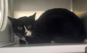 Domestic Short Hair Cats Available for Adoption in St. Louis, Missouri - IVY | PetCurious