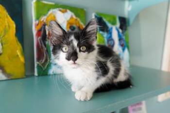 Root Beer -  Domestic Long Hair and Domestic Short Hair Cat for Adoption in San Antonio, Texas - Root Beer | PetCurious