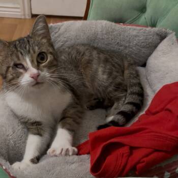 Rescue Domestic Short Hair Cats for Adoption in Bountiful, Utah - Sweetie | PetCurious