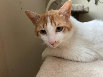 Domestic Short Hair Cats Available for Adoption in New Britain, Connecticut - Sammie And Tiger (bonded Brothers) | PetCurious